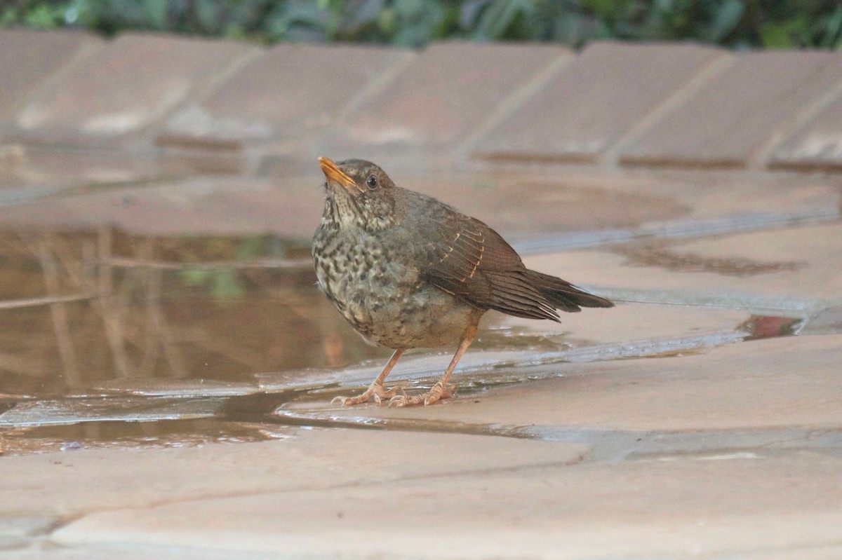 Karoo Thrush - ML622813455