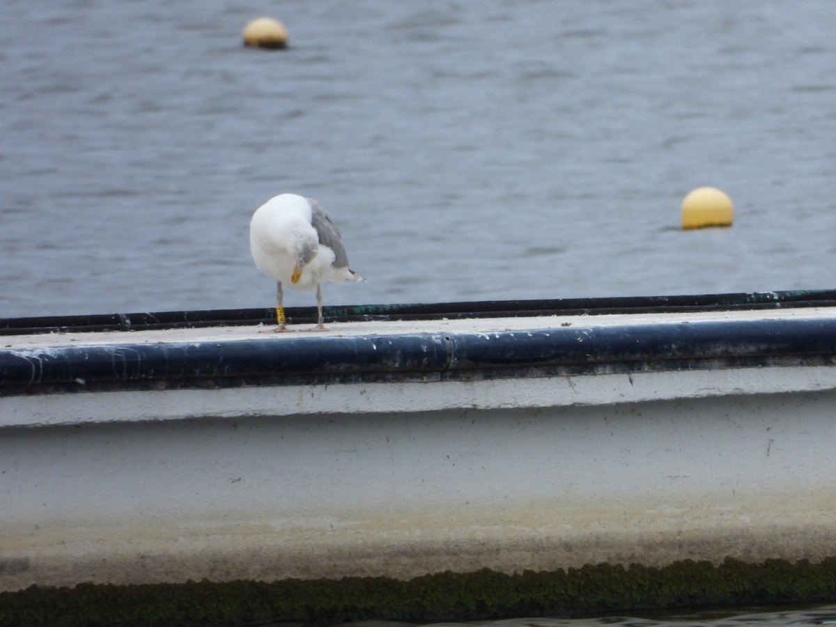 Herring Gull (European) - ML622813456