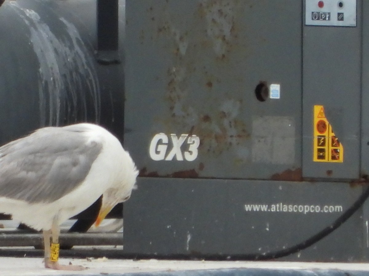 Herring Gull (European) - ML622813457