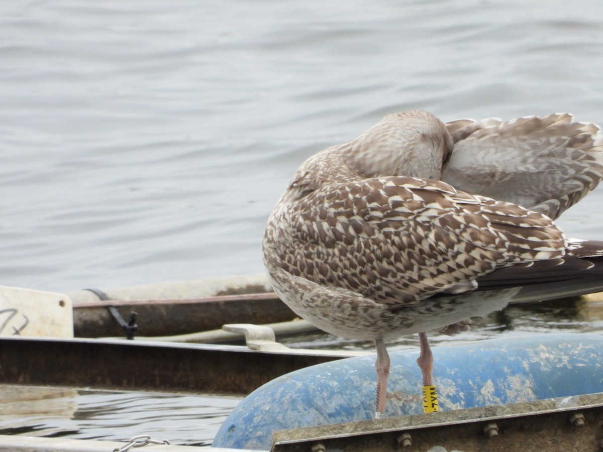 Herring Gull (European) - ML622813468