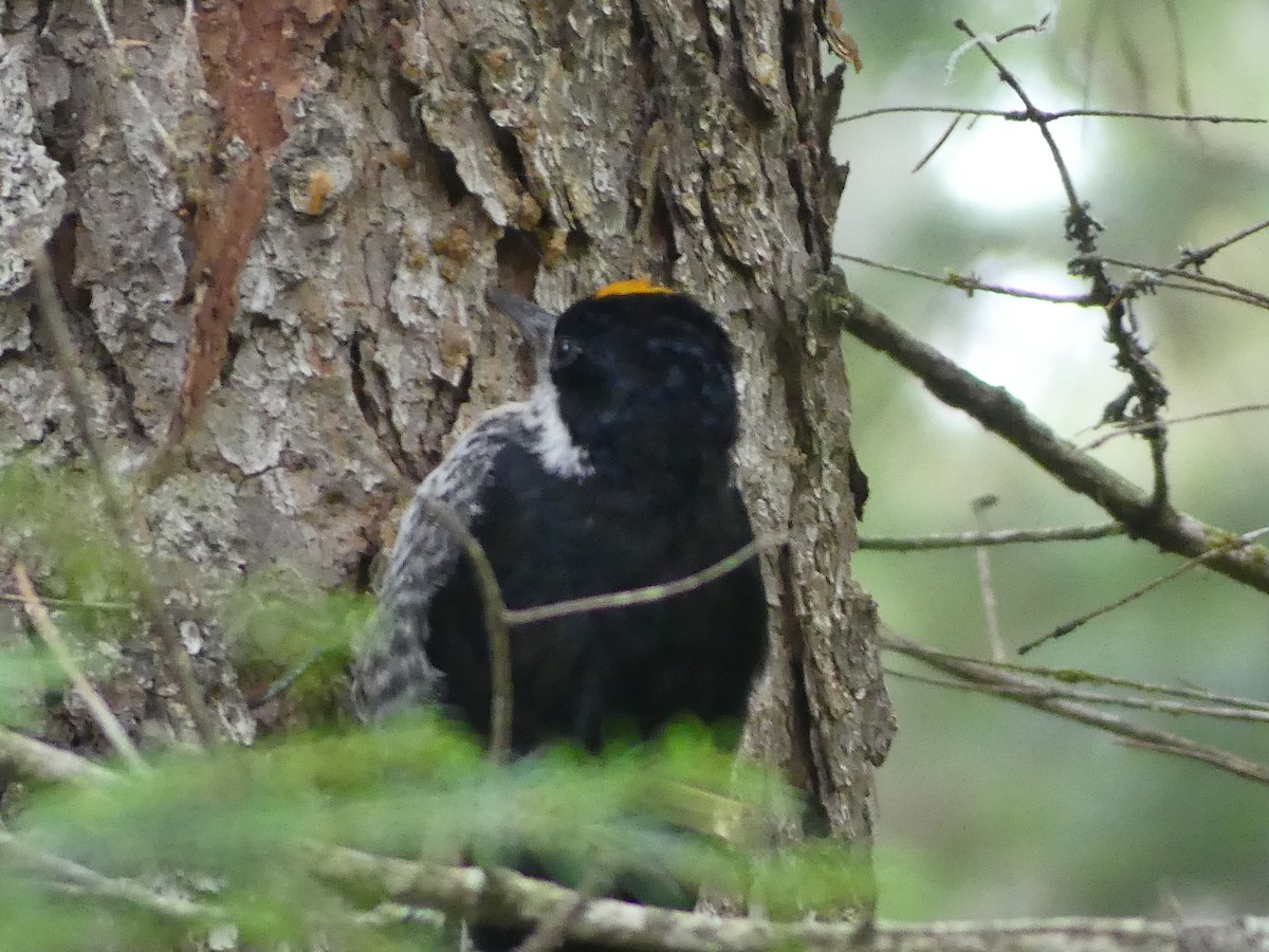 Black-backed Woodpecker - ML622813473