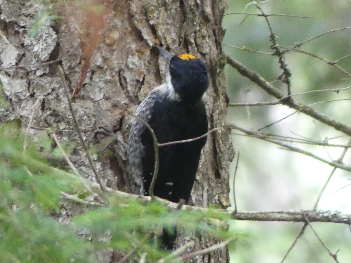 Black-backed Woodpecker - ML622813474