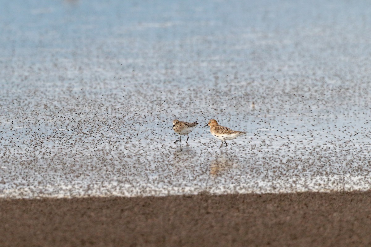 Baird's Sandpiper - ML622813496