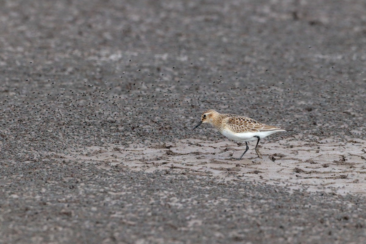 Baird's Sandpiper - ML622813497