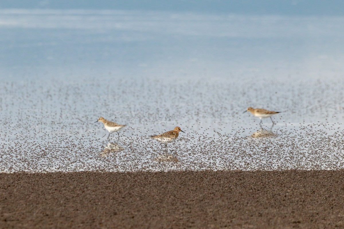 Baird's Sandpiper - ML622813498