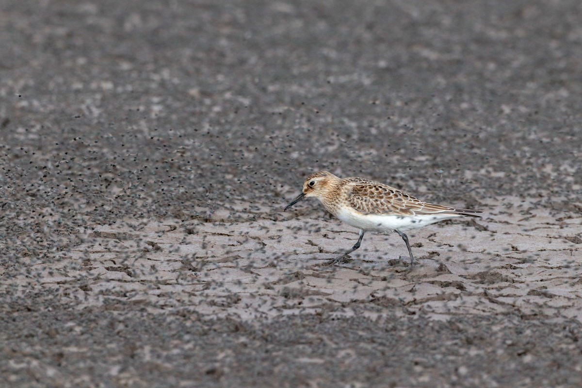 Baird's Sandpiper - ML622813499