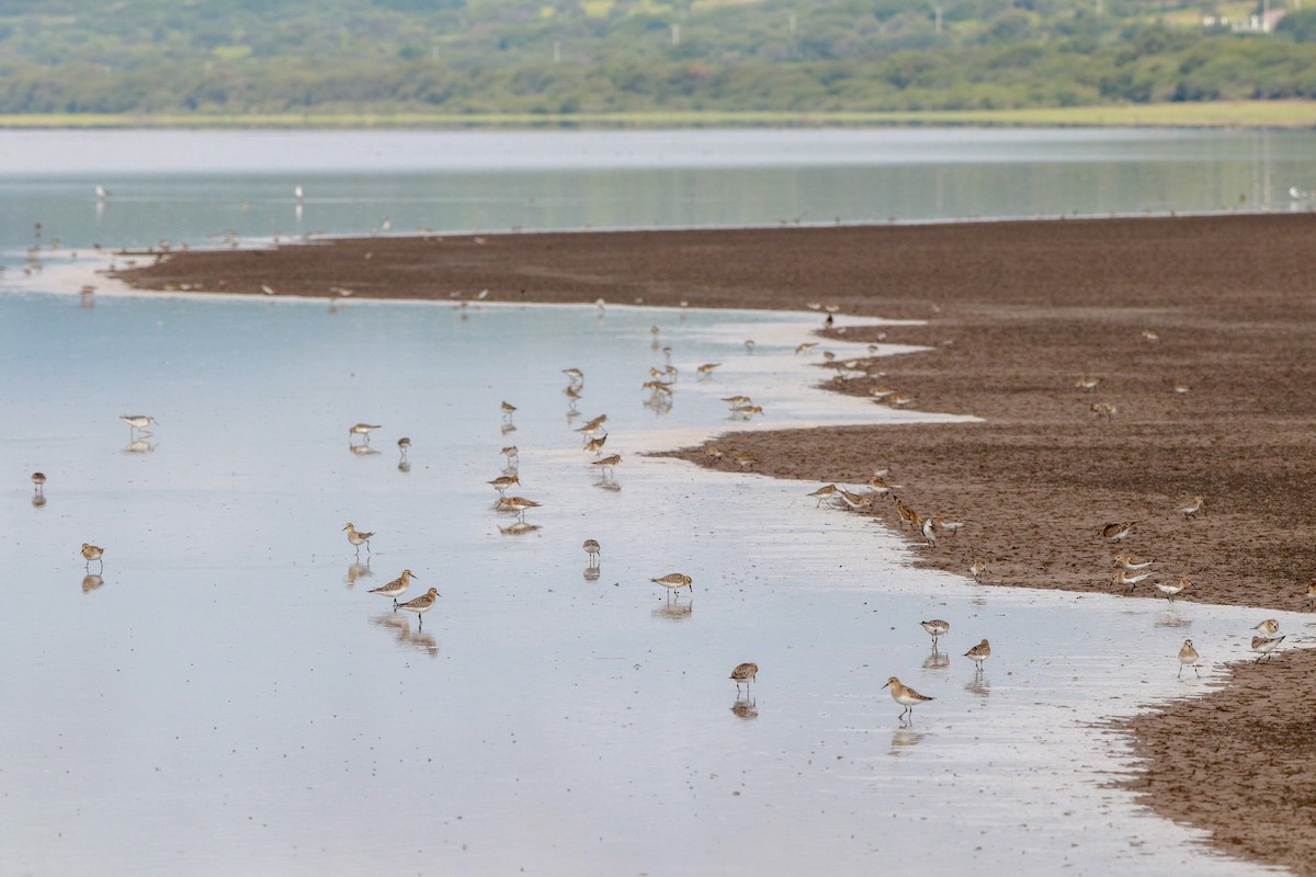 Baird's Sandpiper - ML622813500