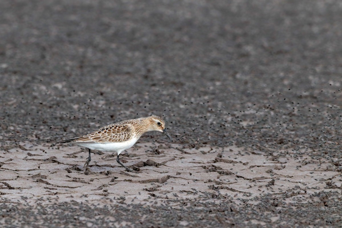 Baird's Sandpiper - ML622813501