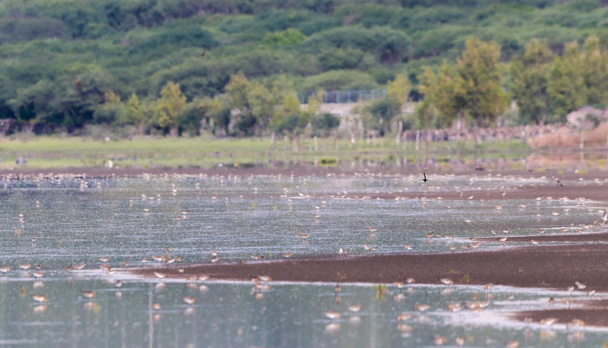 Baird's Sandpiper - ML622813502