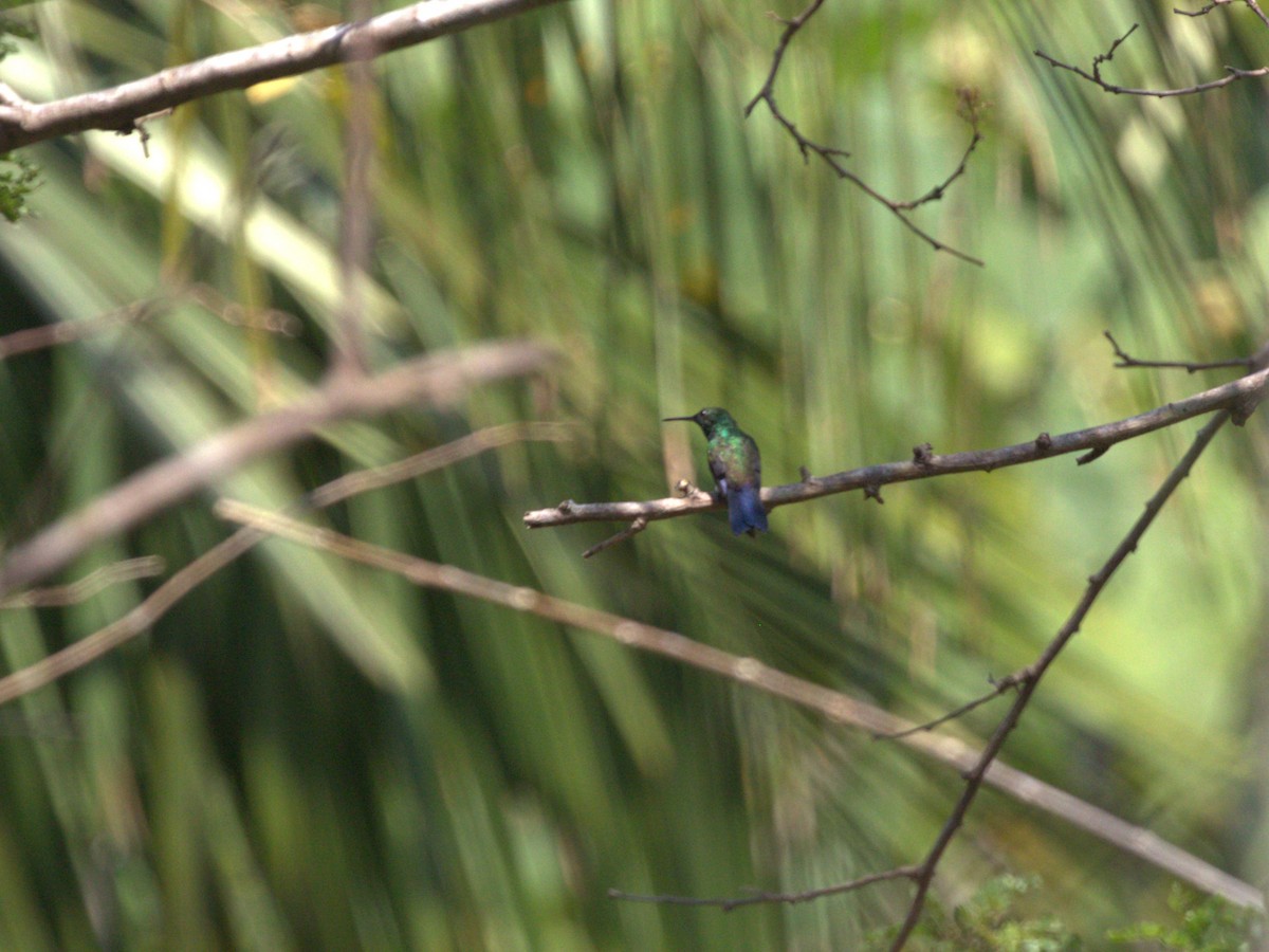 Blue-vented Hummingbird - Menachem Goldstein