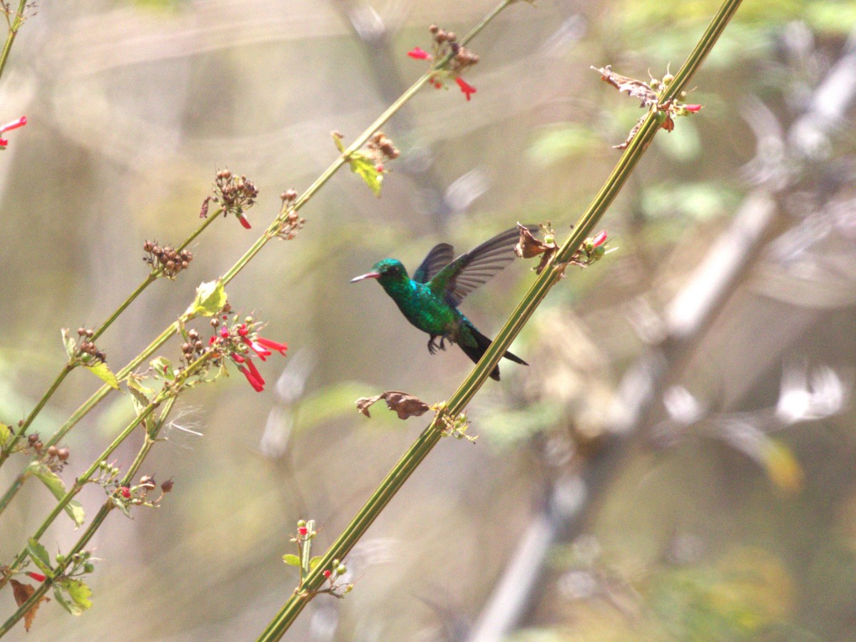 Canivet's Emerald - ML622813511