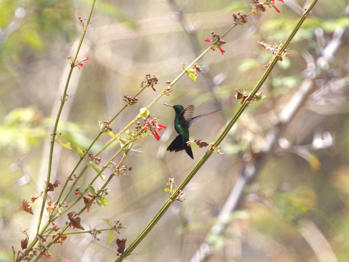 Canivet's Emerald - ML622813512