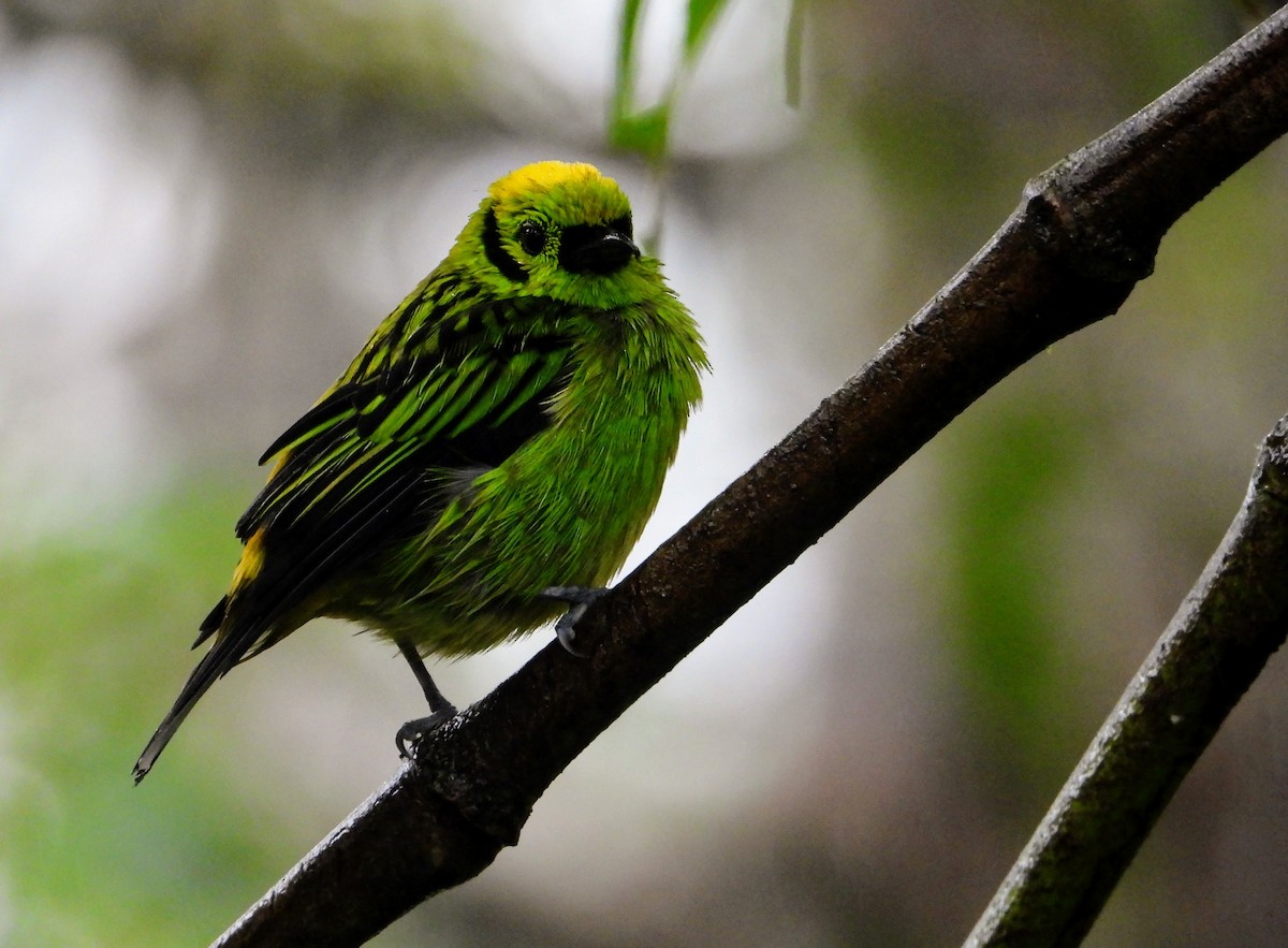 Emerald Tanager - Owen Robertson