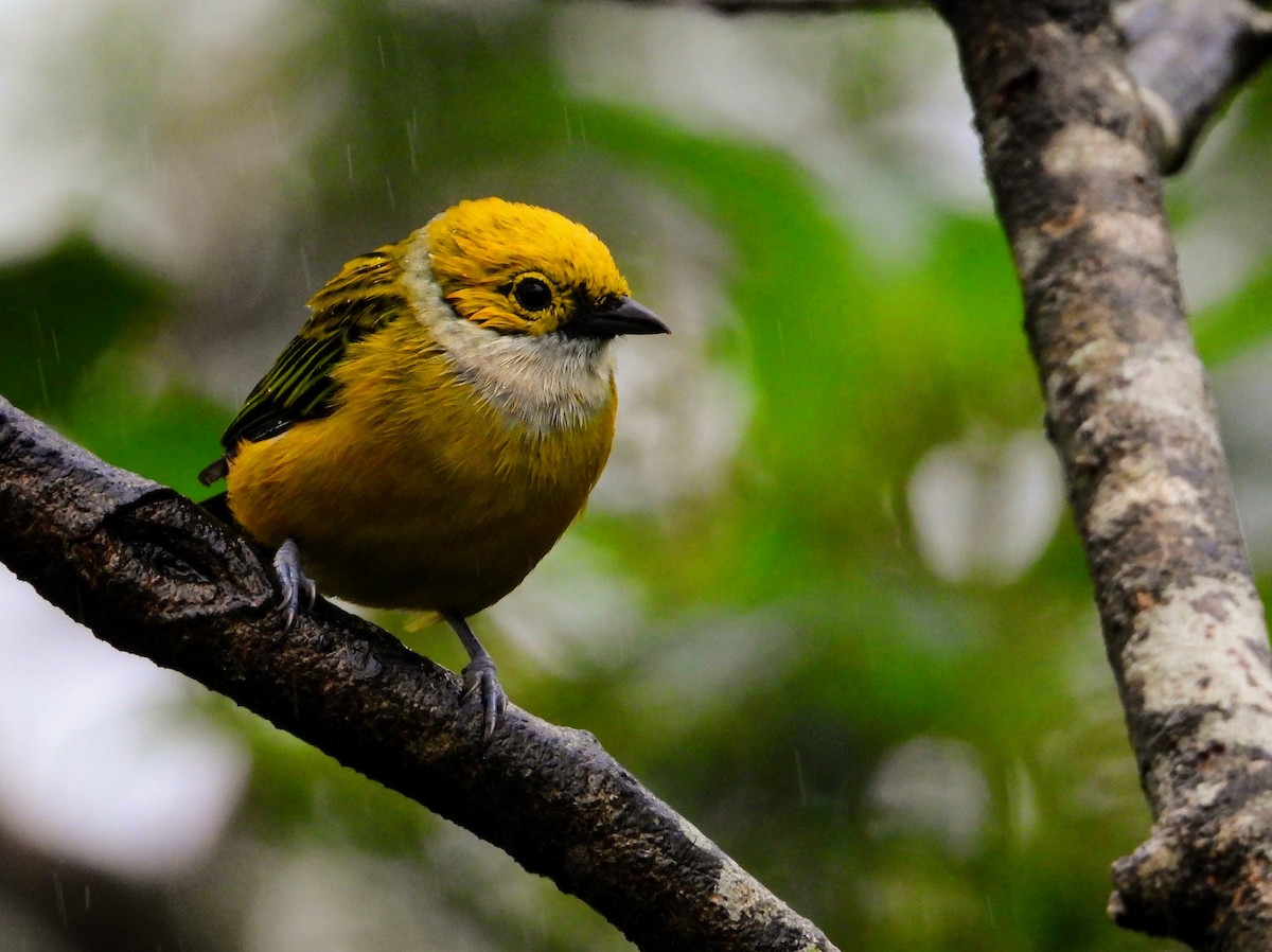 Silver-throated Tanager - ML622813520