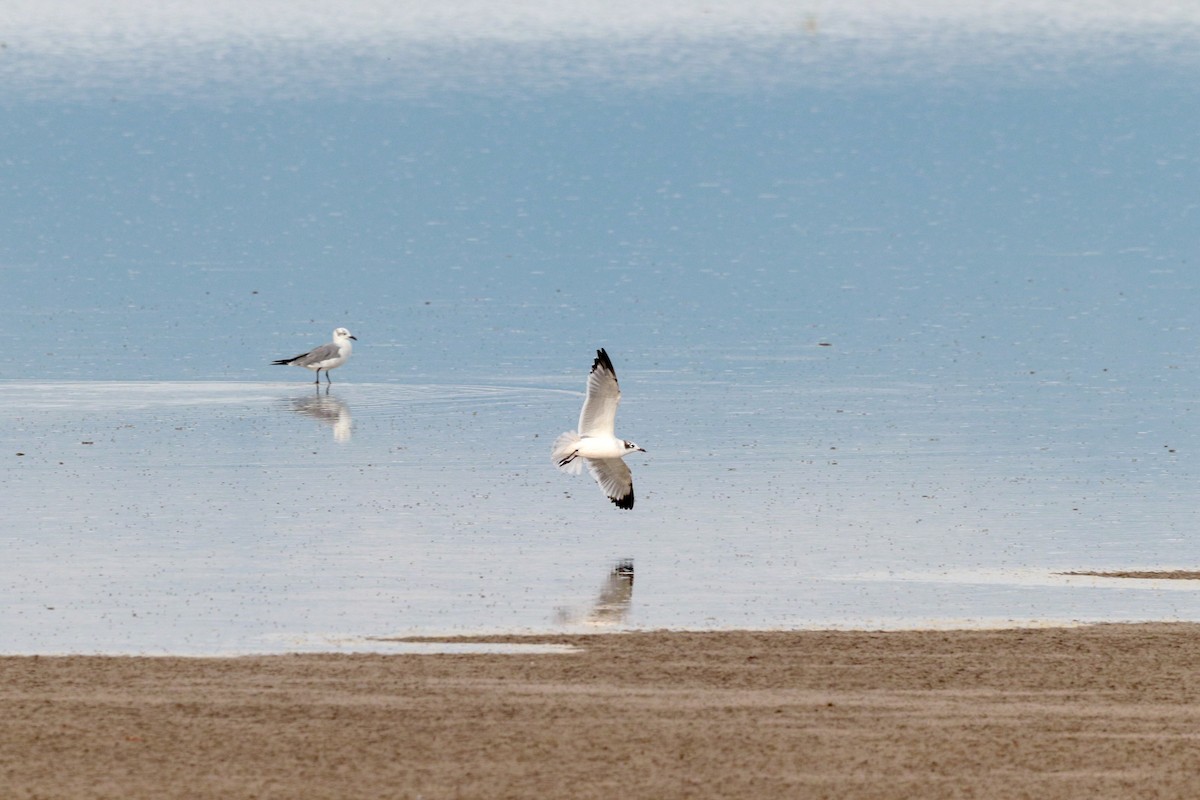 Franklin's Gull - ML622813540