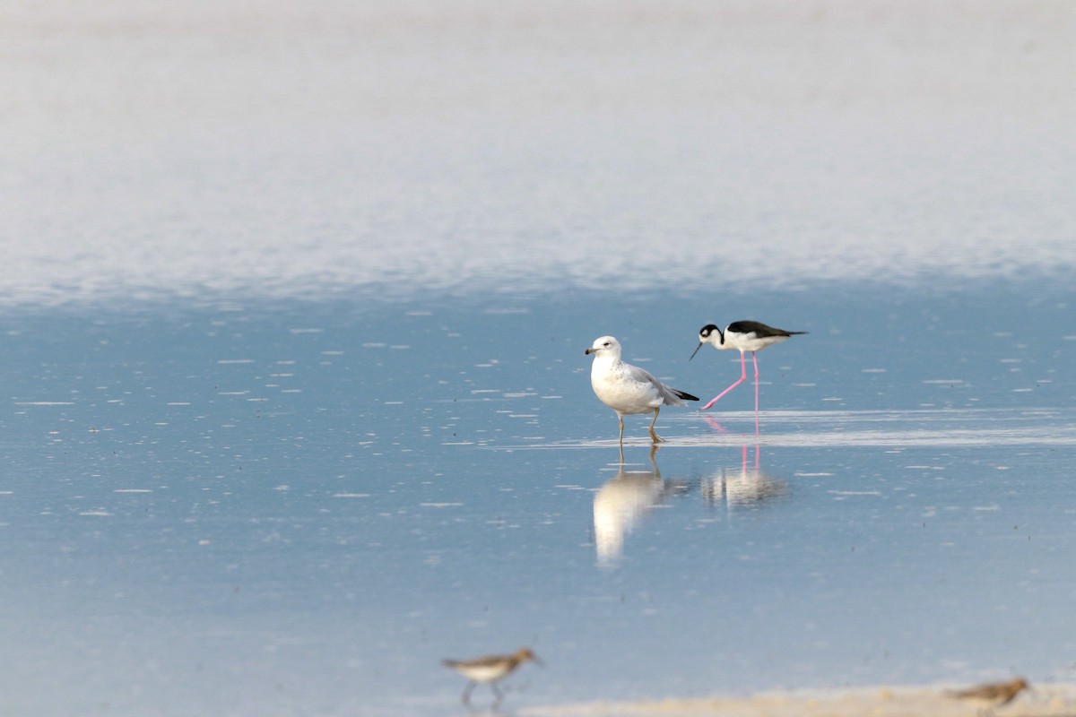 Ring-billed Gull - ML622813562