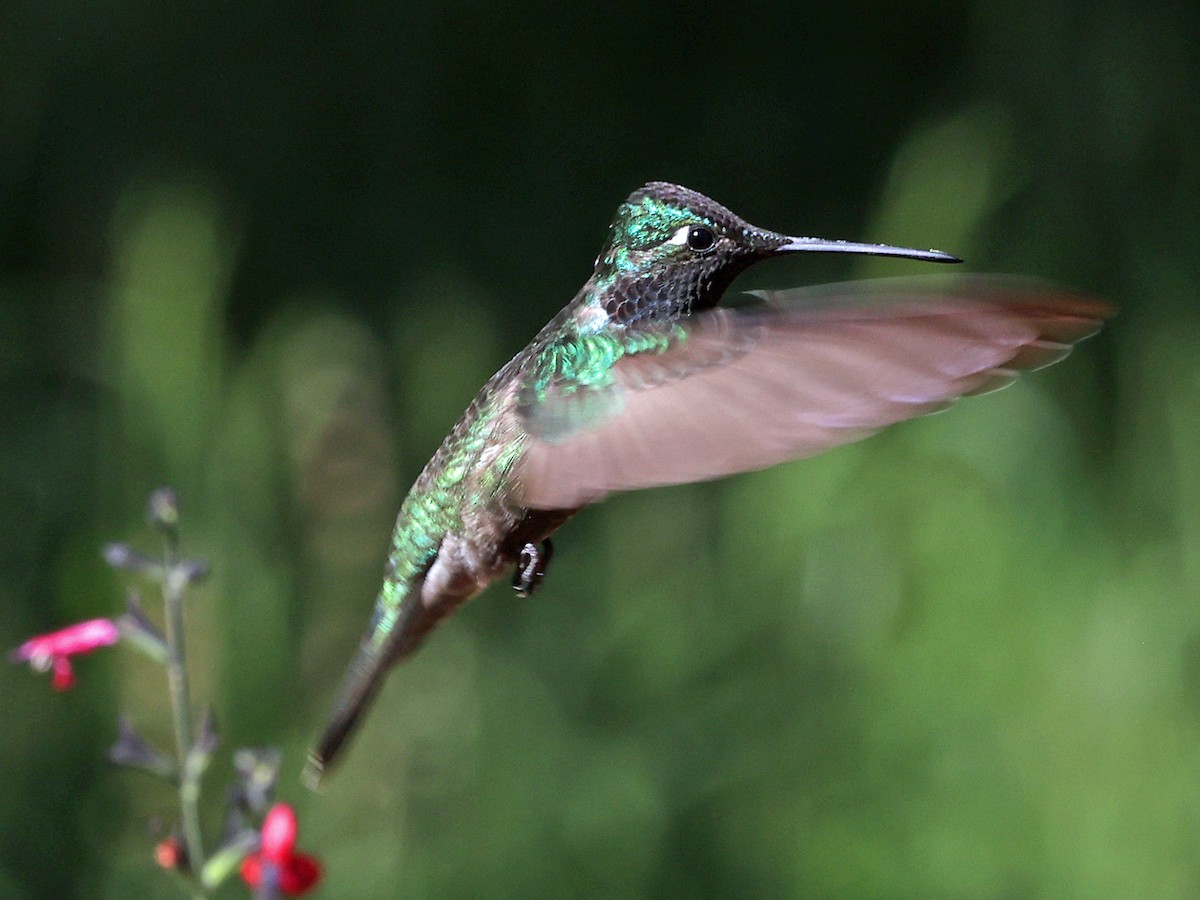 Rivoli's Hummingbird - Joel Swanstrom