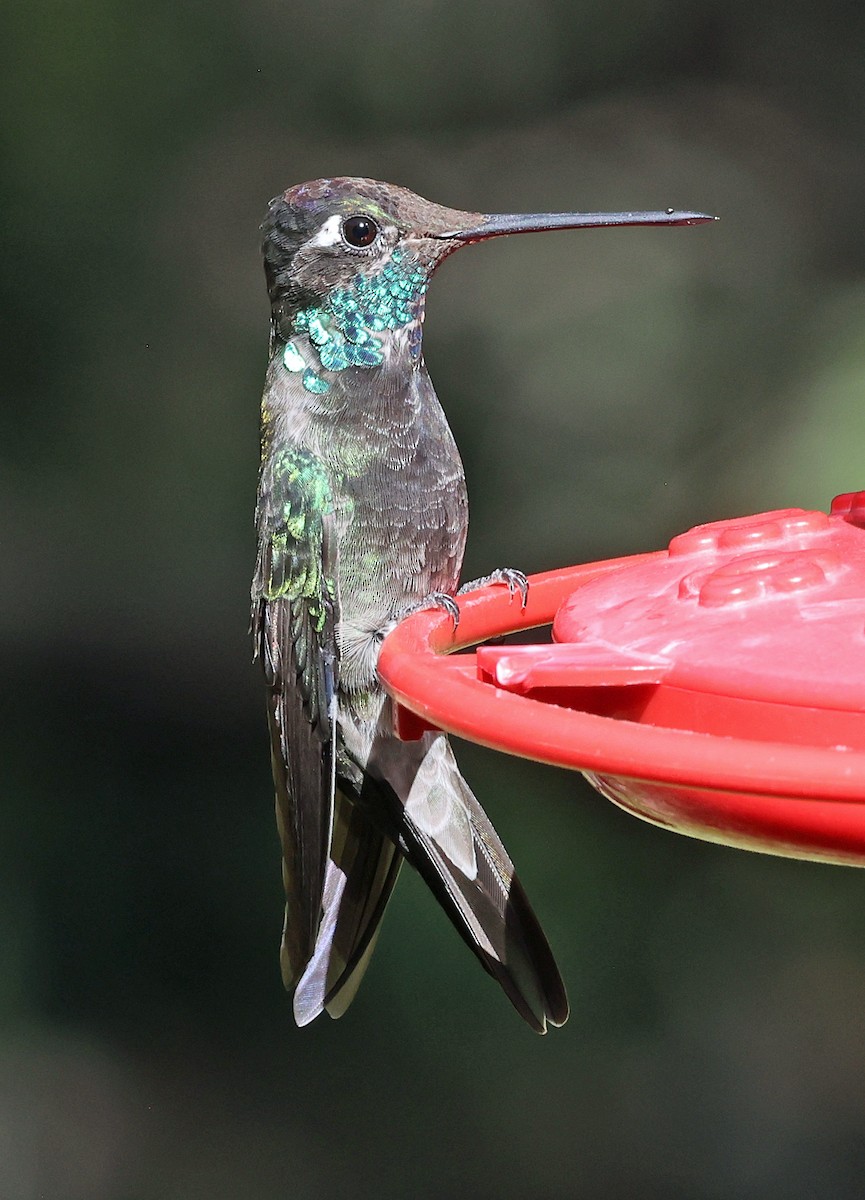 Rivoli's Hummingbird - Joel Swanstrom