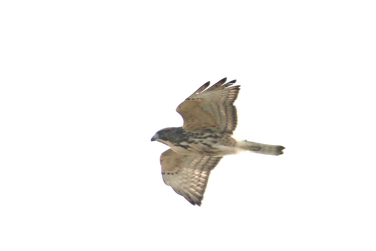 Broad-winged Hawk - Andy Sanford