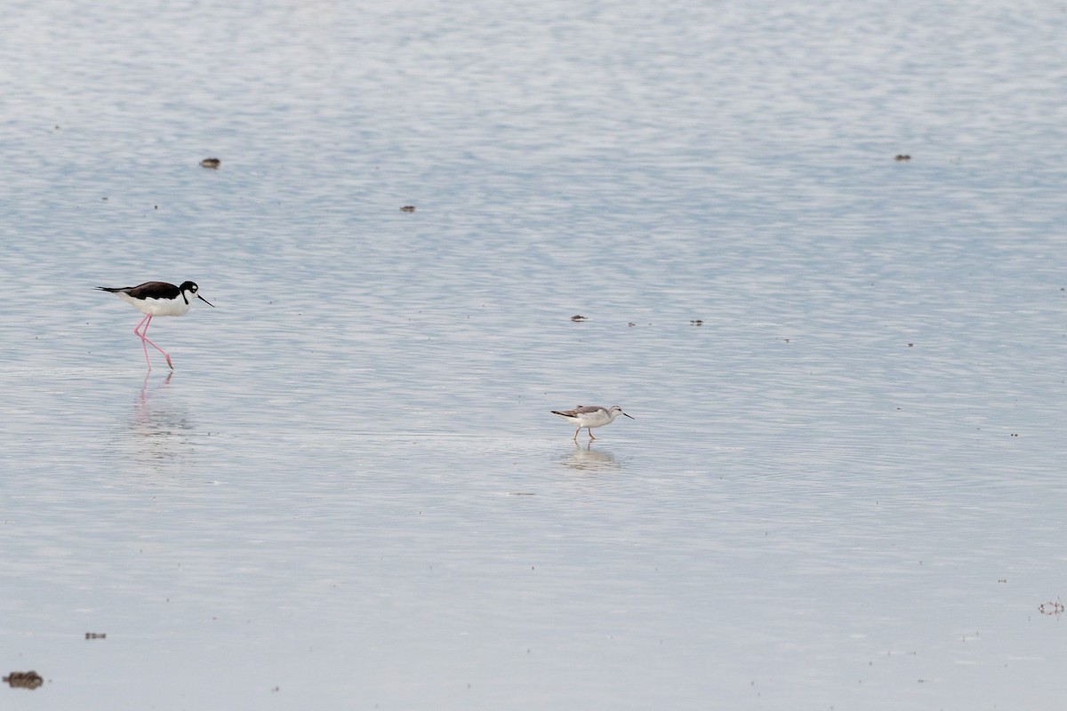 Wilson's Phalarope - ML622813728