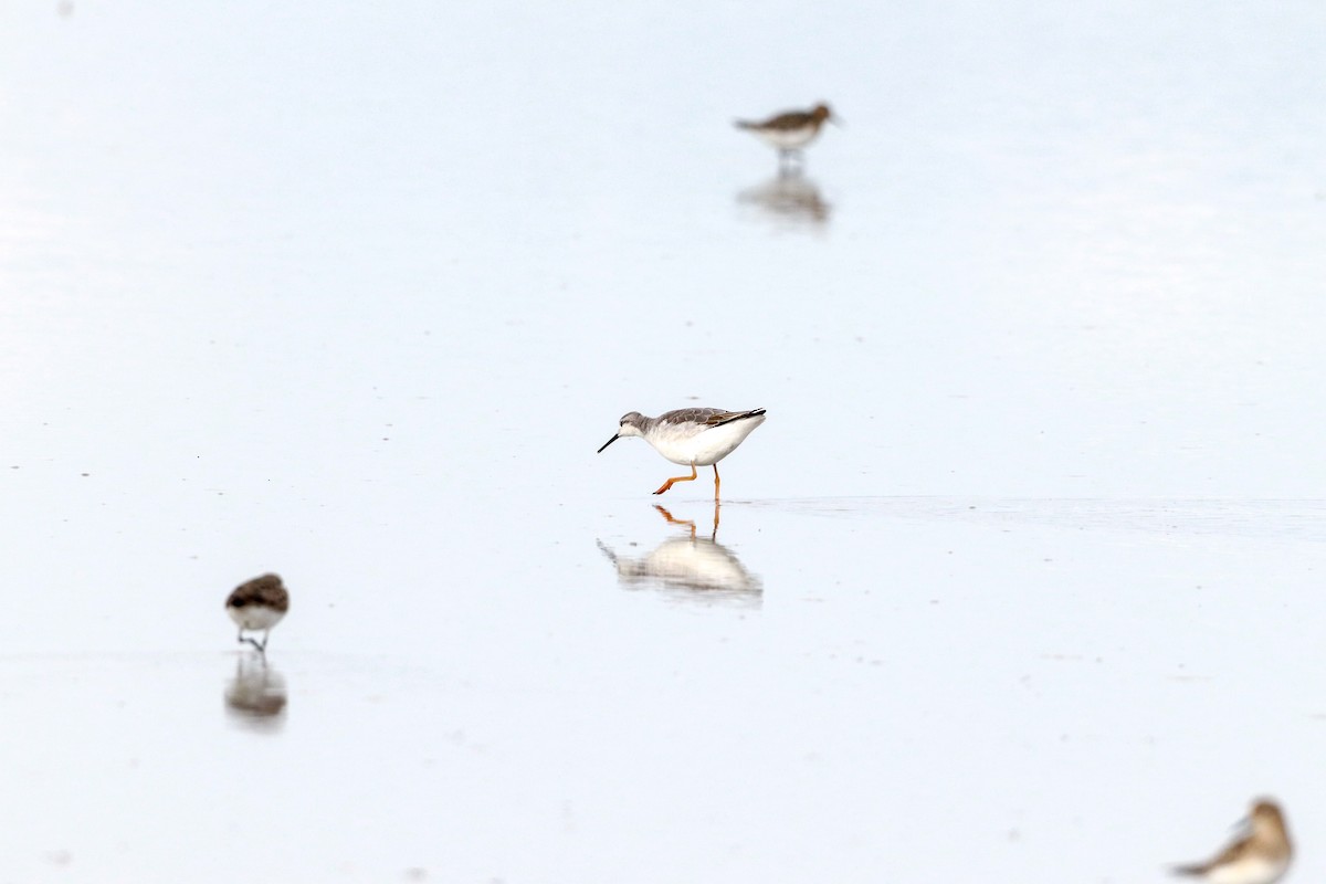 Wilson's Phalarope - ML622813729