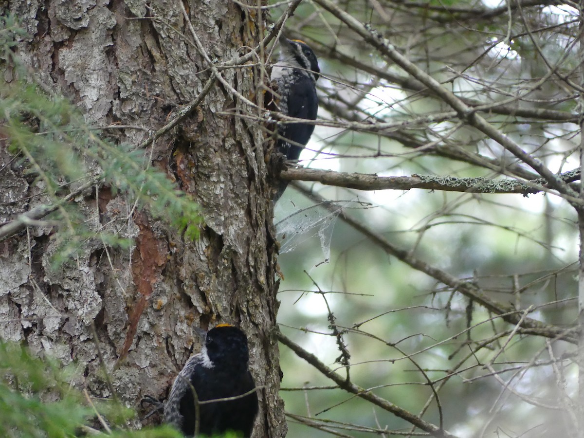 Black-backed Woodpecker - ML622813731