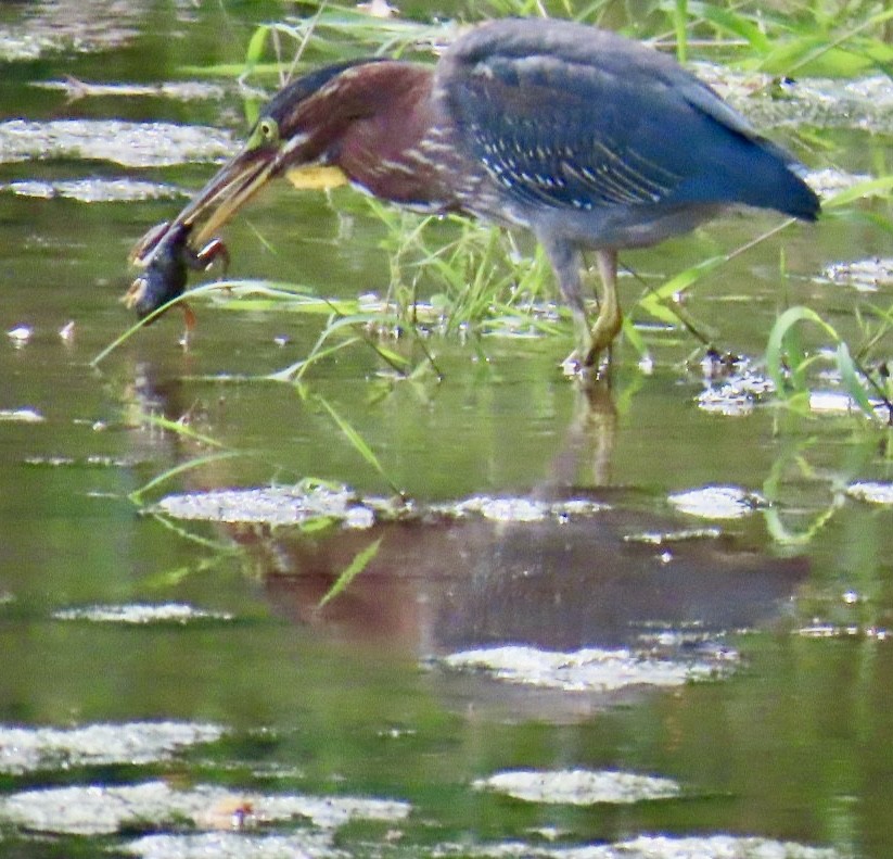 Green Heron - ML622813741