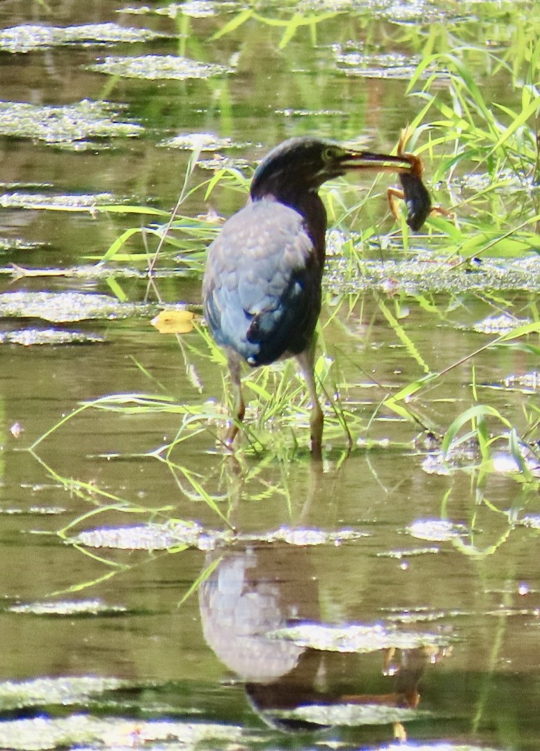 Green Heron - ML622813742