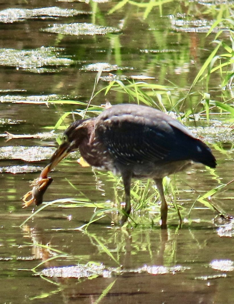 Green Heron - Brenda Meese