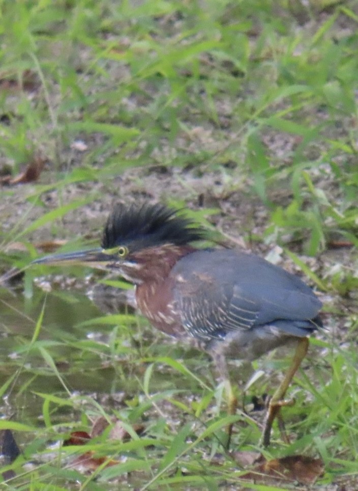 Green Heron - ML622813744