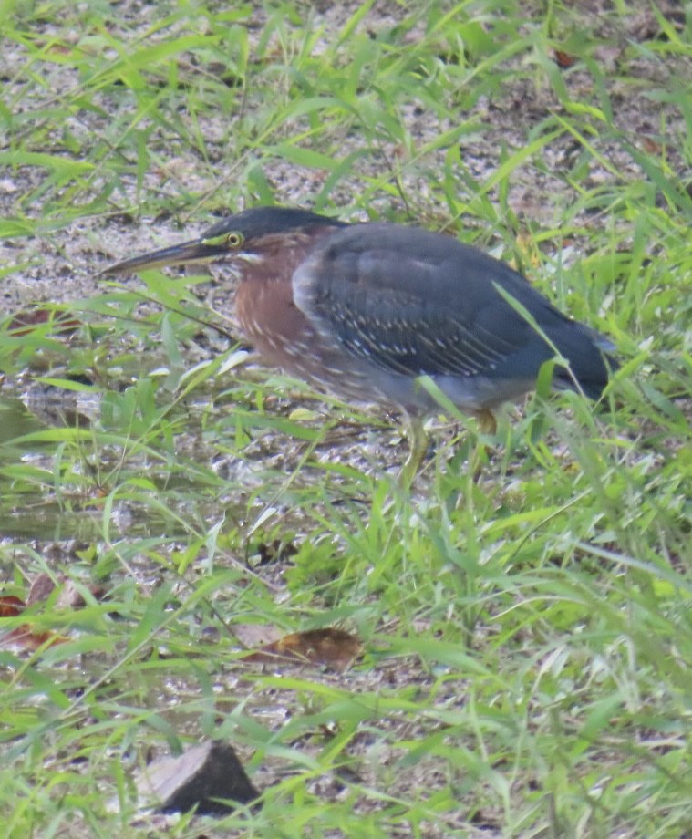 Green Heron - ML622813745