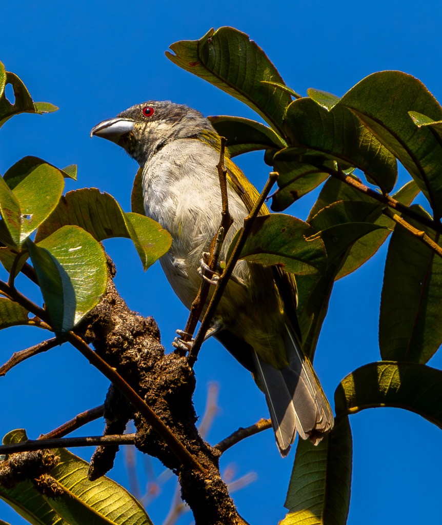 Yellow-shouldered Grosbeak - ML622813773