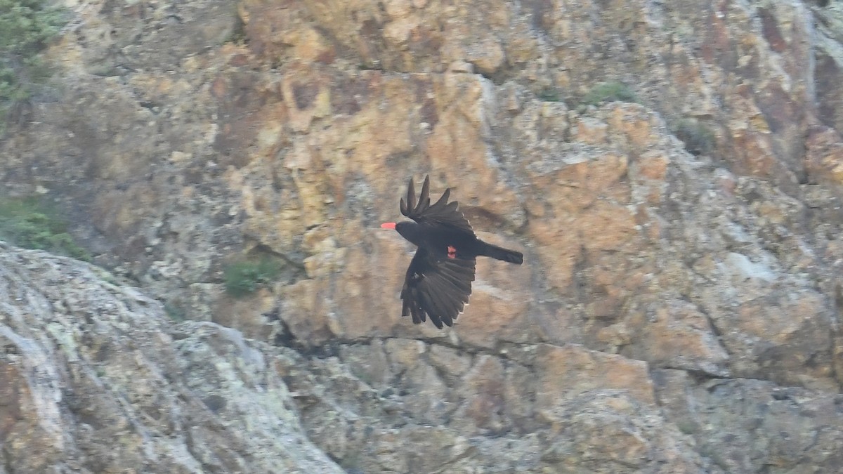 Red-billed Chough - Ergün Cengiz