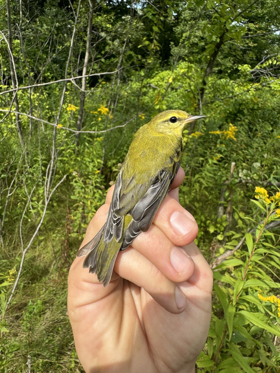 Tennessee Warbler - ML622813854