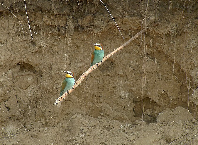 European Bee-eater - ML622813900