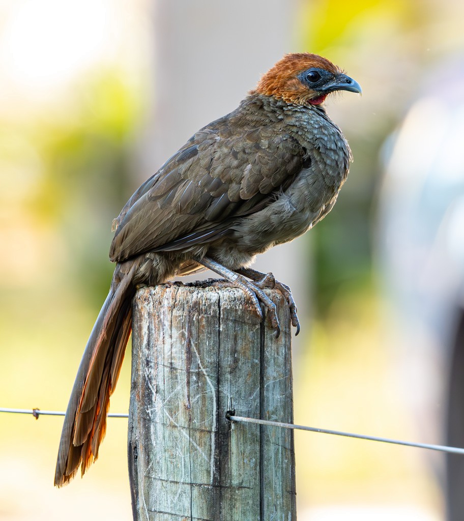 Chestnut-headed Chachalaca - ML622813917