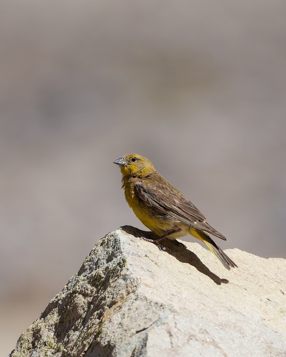 Greater Yellow-Finch - ML622813923