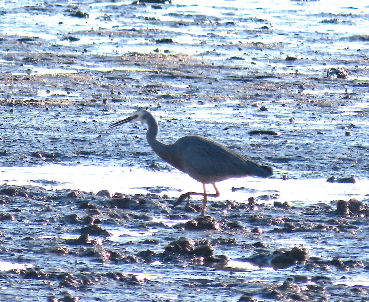 White-faced Heron - ML622813987