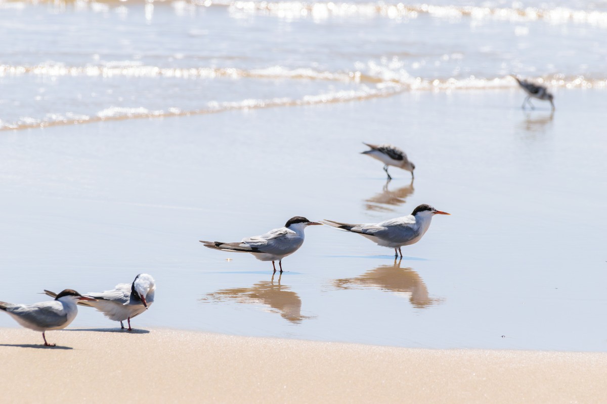 Common Tern - ML622814014