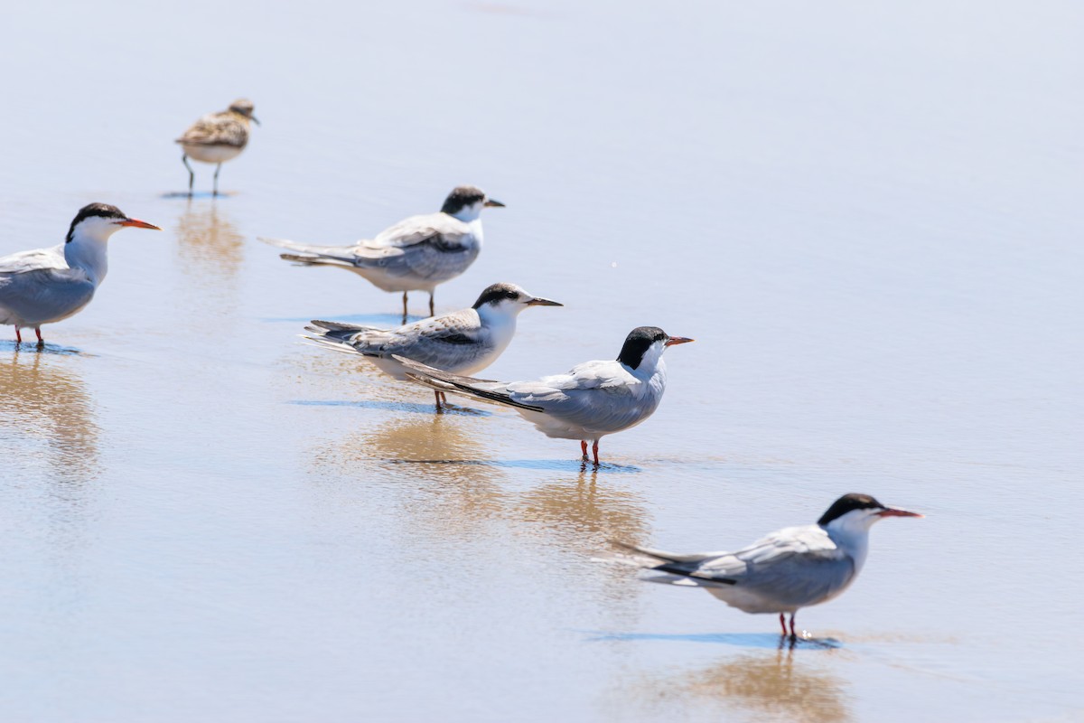 Common Tern - ML622814016