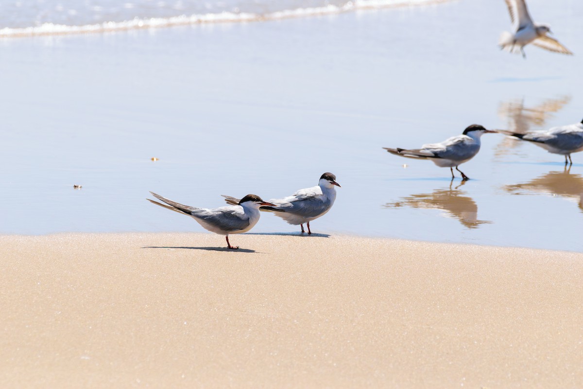 Common Tern - ML622814017