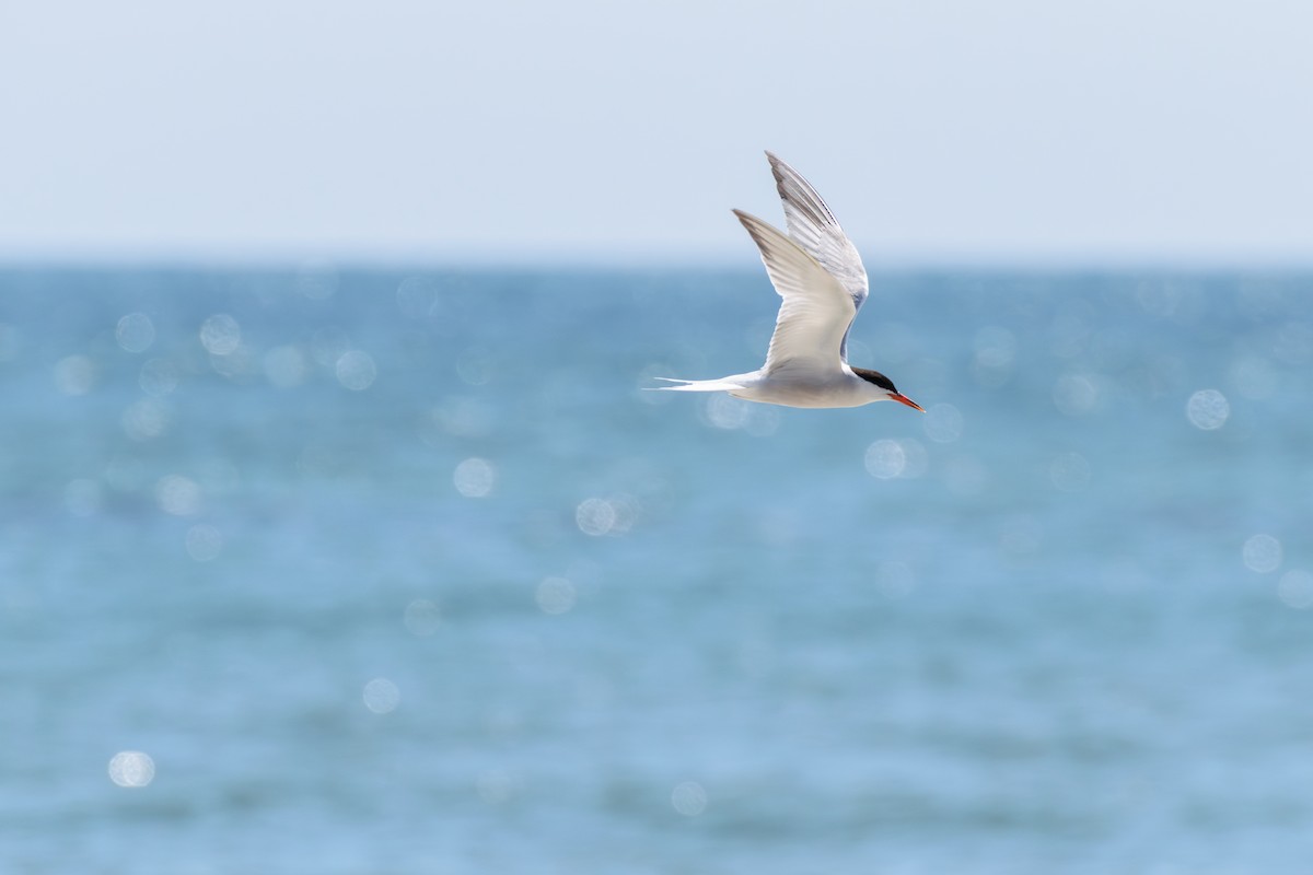 Common Tern - ML622814022