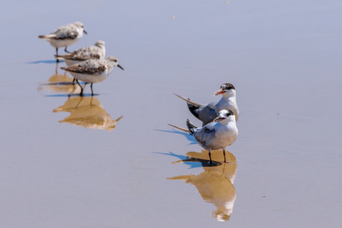 Common Tern - ML622814030