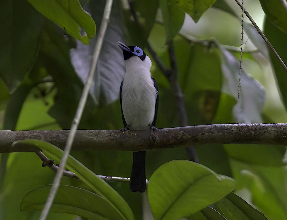 Frilled Monarch - Mandy Talpas -Hawaii Bird Tours