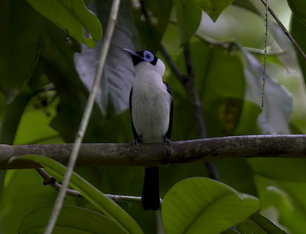 Frilled Monarch - Mandy Talpas -Hawaii Bird Tours