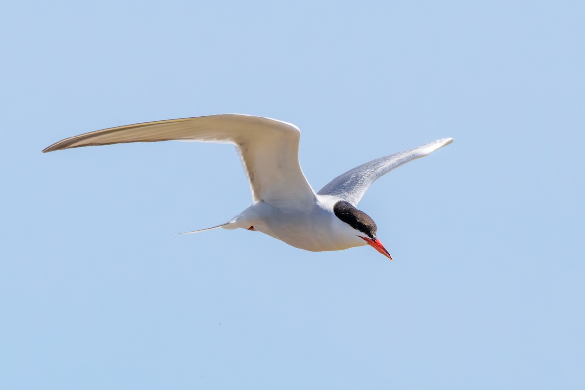 Common Tern - ML622814060