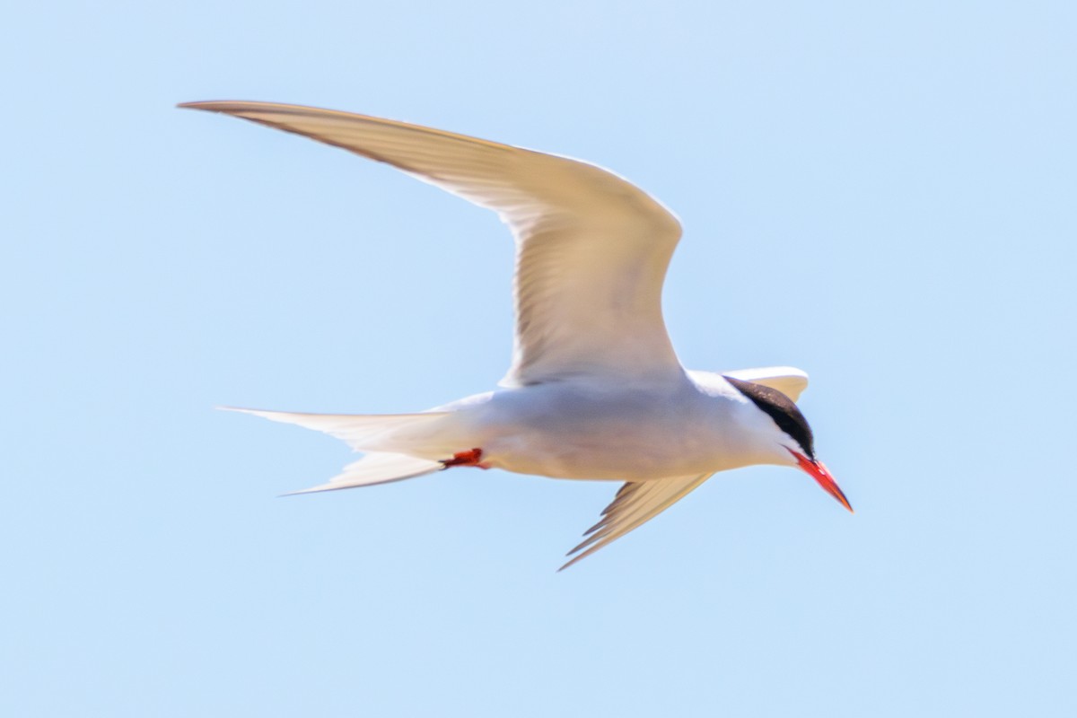 Common Tern - ML622814061