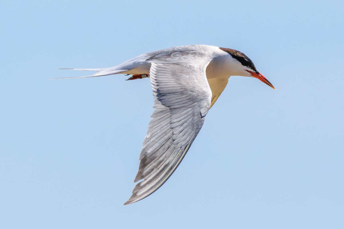 Common Tern - Andrew W.