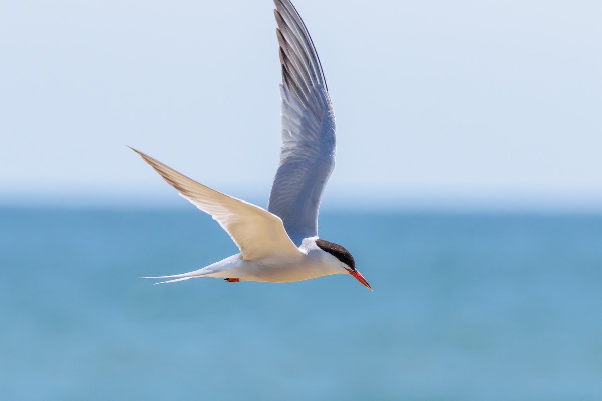 Common Tern - ML622814063