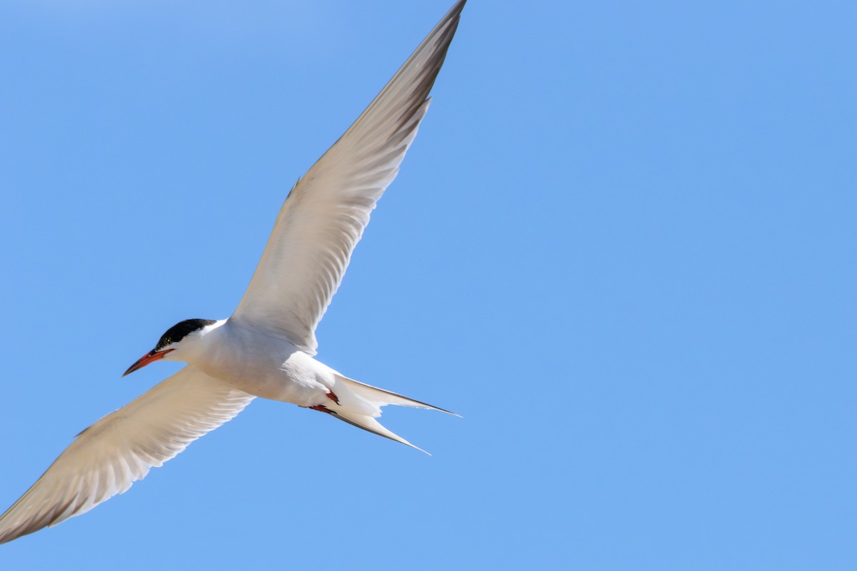 Common Tern - Andrew W.